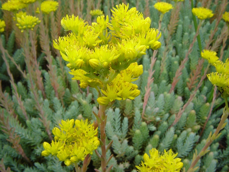 Sedum reflexum