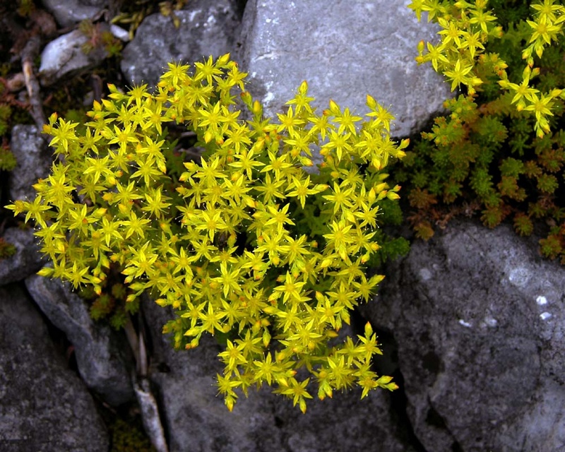 Sedum sexangulare