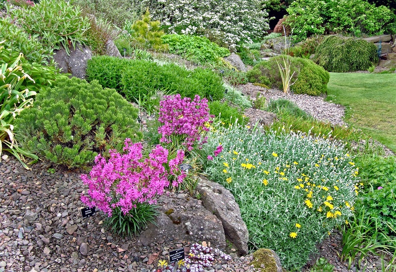 Sedum spatulifolium