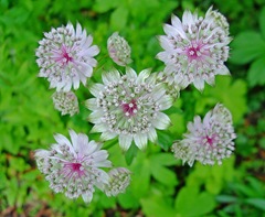 Astrantia