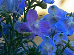 Delphinium