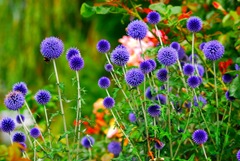 Echinops