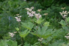 Filipendula camtschatica