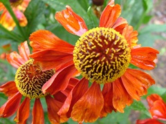 Helenium