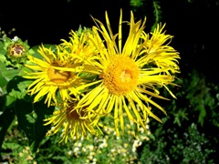 Inula helenium