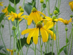 Rudbeckia laciniata