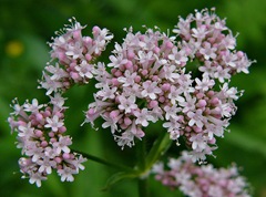 Valeriana officinalis