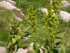 Veratrum