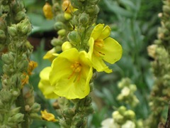 Verbascum