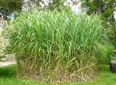 miscanthus_sacchariflorus_robustus_01