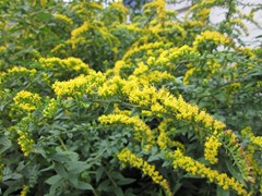 solidago-rugosa