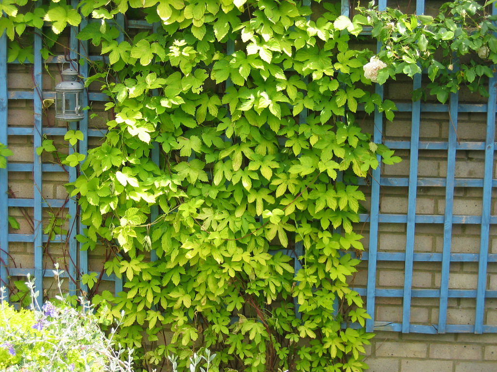 Humulus lupulus 'Aurea'