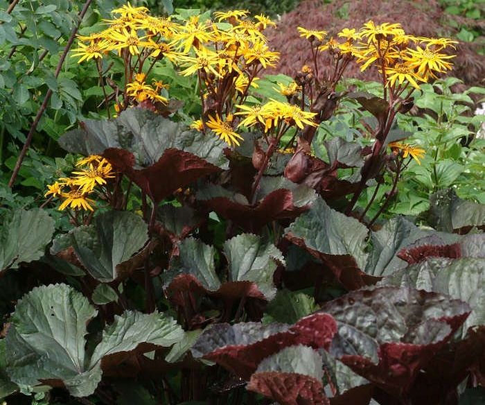 Бузульник зубчатый "Отелло"( Ligularia dentata OTELLO)