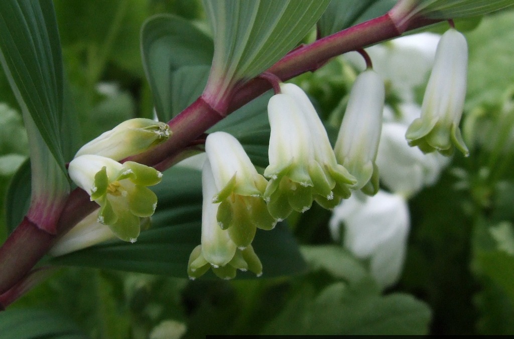 Купена душистая (Polygonatum Odoratum)