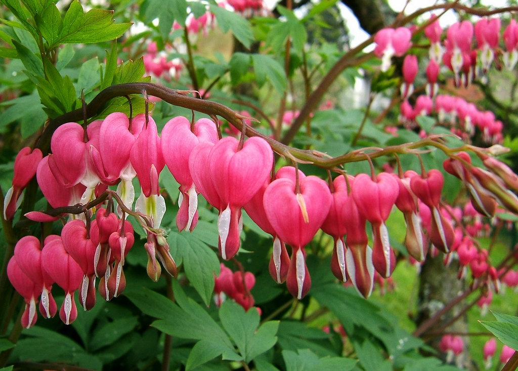 Дицентра великолепная (Dicentra spectabilis)