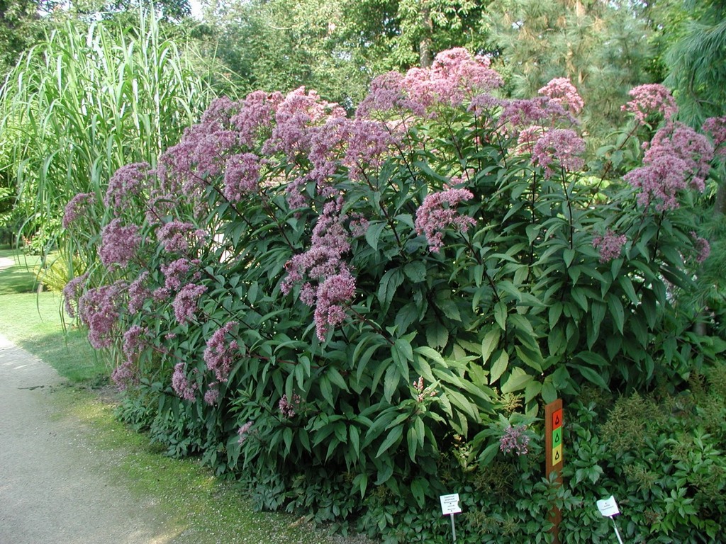 Посконник пятнистый ( Eupatorium maculatum) 'Atropurpureum'