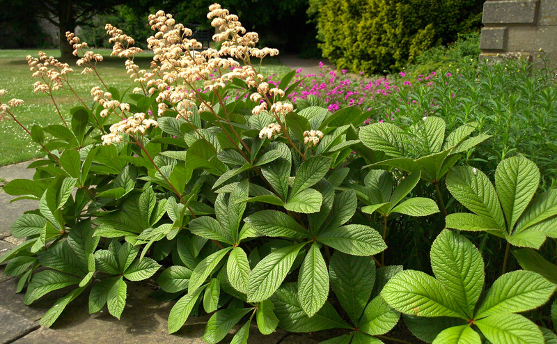 Роджерсия перистая (Rodgersia pinnata)