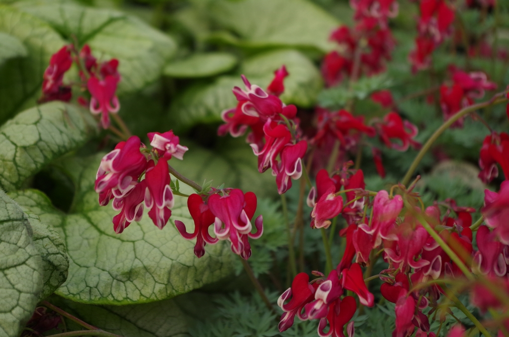 'Burning Hearts'= (D, 'Bacchanal' = D. formosa x D. exima) x D. peregrina