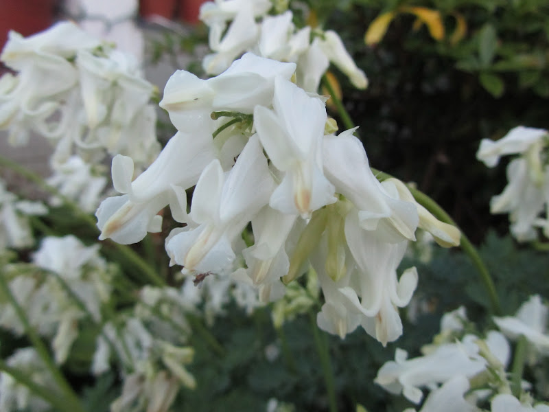 Дицентра красивая 'Aurora' (Dicentra formosa) 