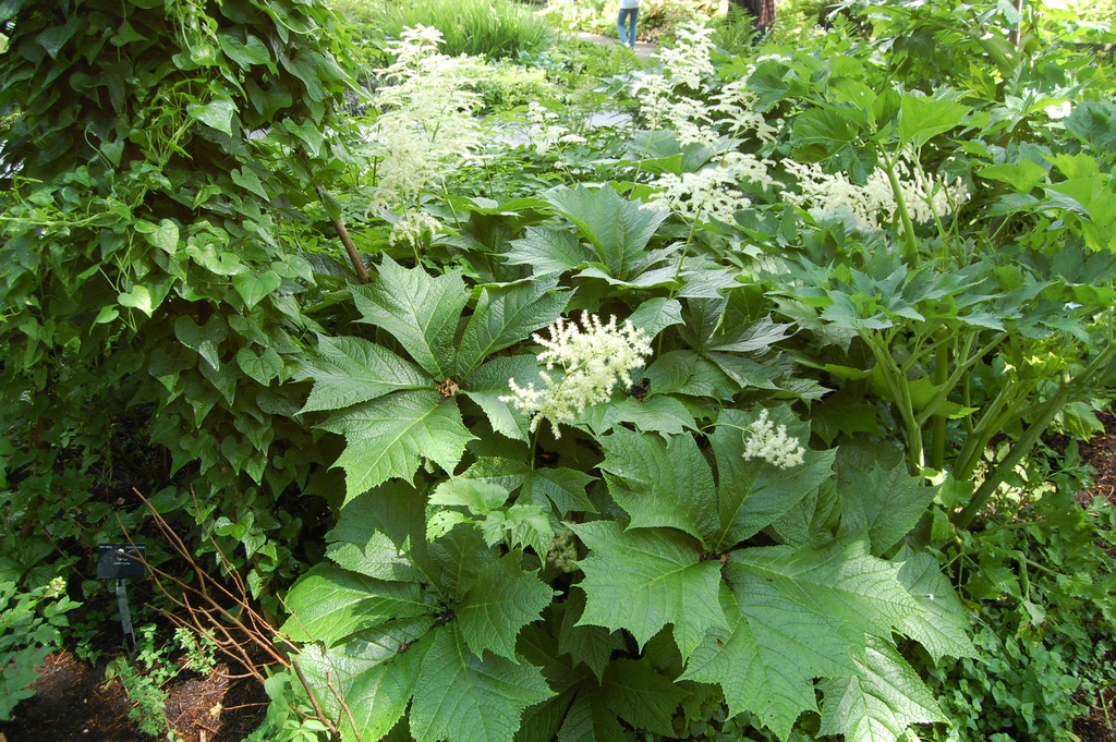 Роджерсия подофилловая (Rodgersia podophylla)