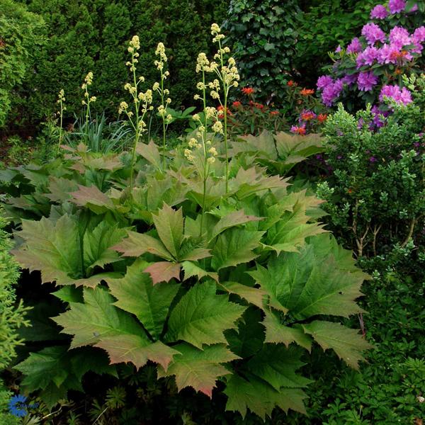 Роджерсия подофиллоллистная (Rodgersia podophylla)