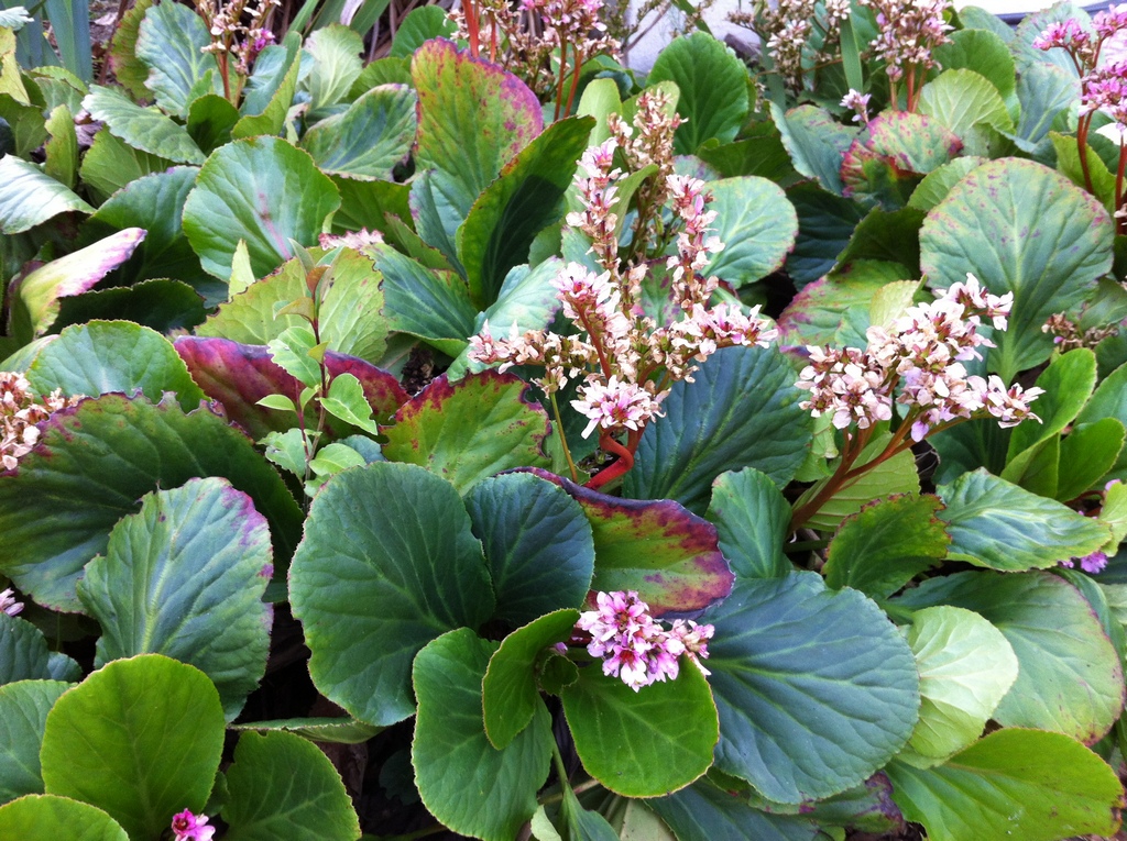 Бадан толстолистный (Bergenia crassifolia)