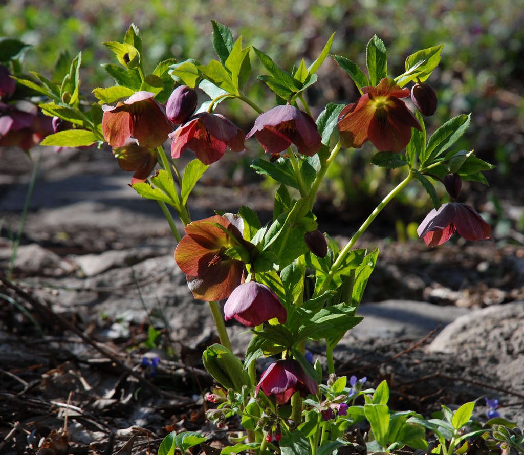 Морозник восточный (Helleborus orientalis)