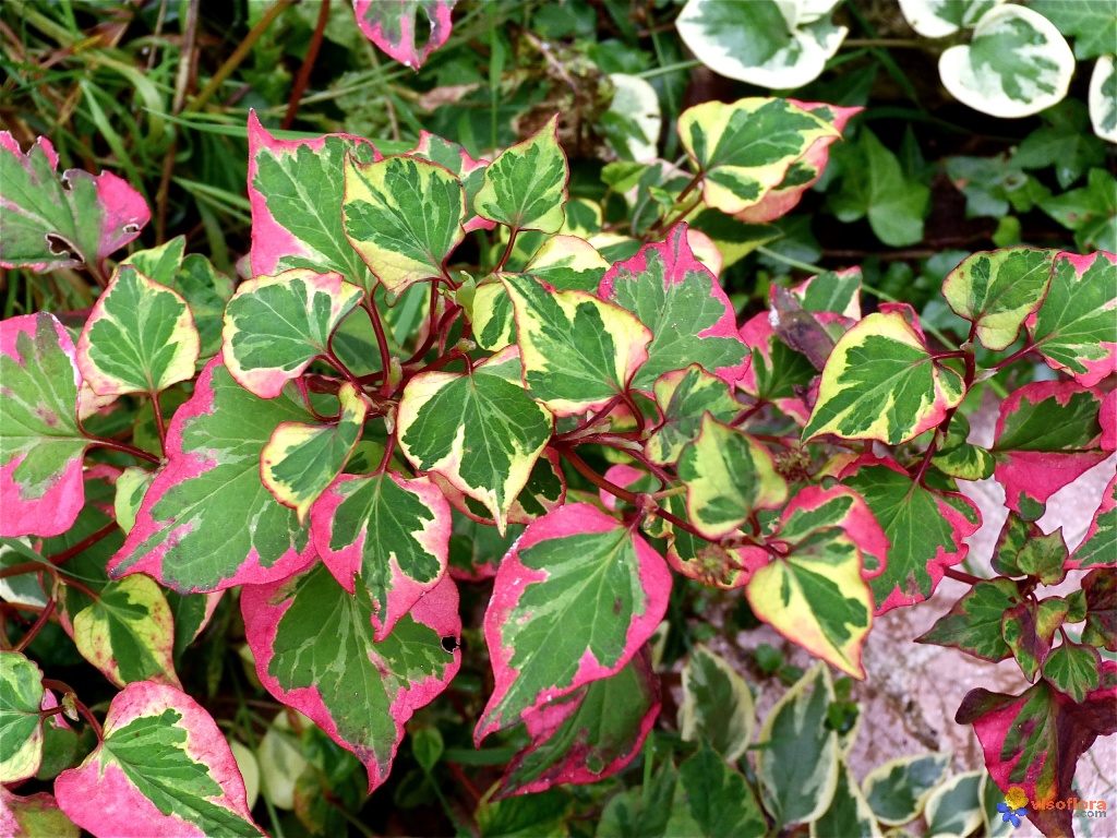  Хауттюйния сердцевидная (Houttuynia cordata) 'Chameleon'