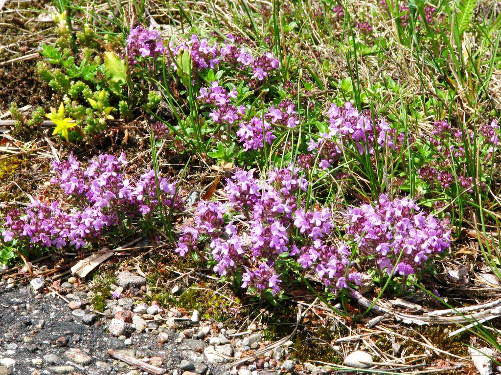 Тимьян ползучий (Thymus serpyllum)