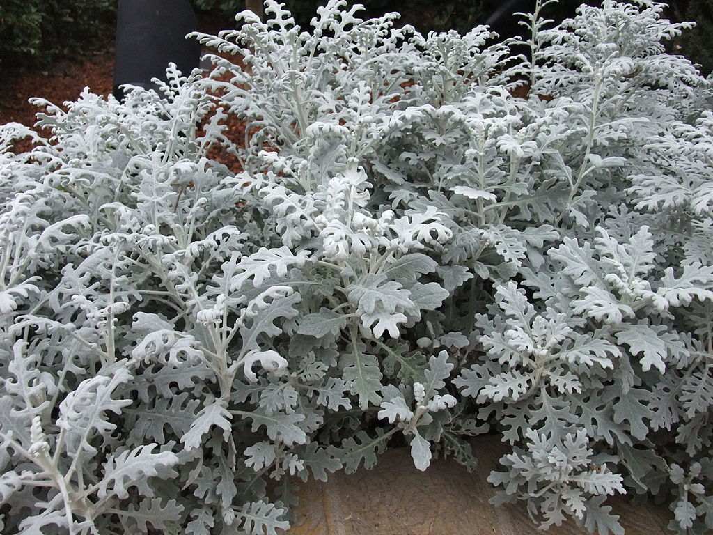 Цинерария приморская (Cineraria maritima)