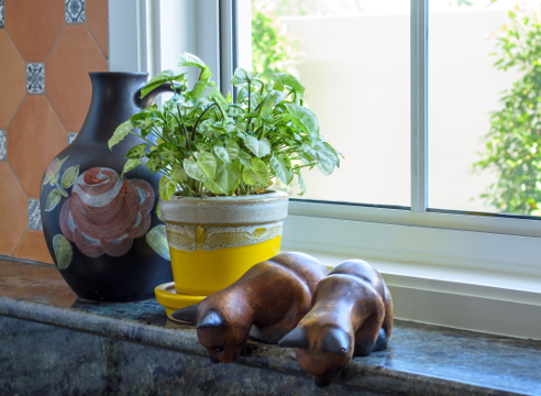 идеи для дома, комнатные растения для кухни