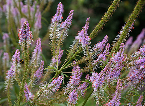 Вероникаструм виргинский (Veronicastrum virginica, syn. Veronica virginica, Leptandra virginica)