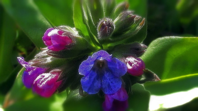 Медуница мягкая (Pulmonaria mollis)