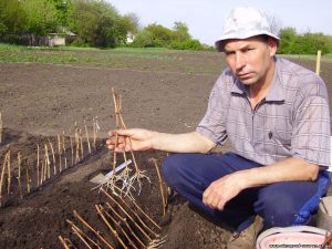 Посадка школки винограда