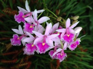 Орхидея эпидендрум