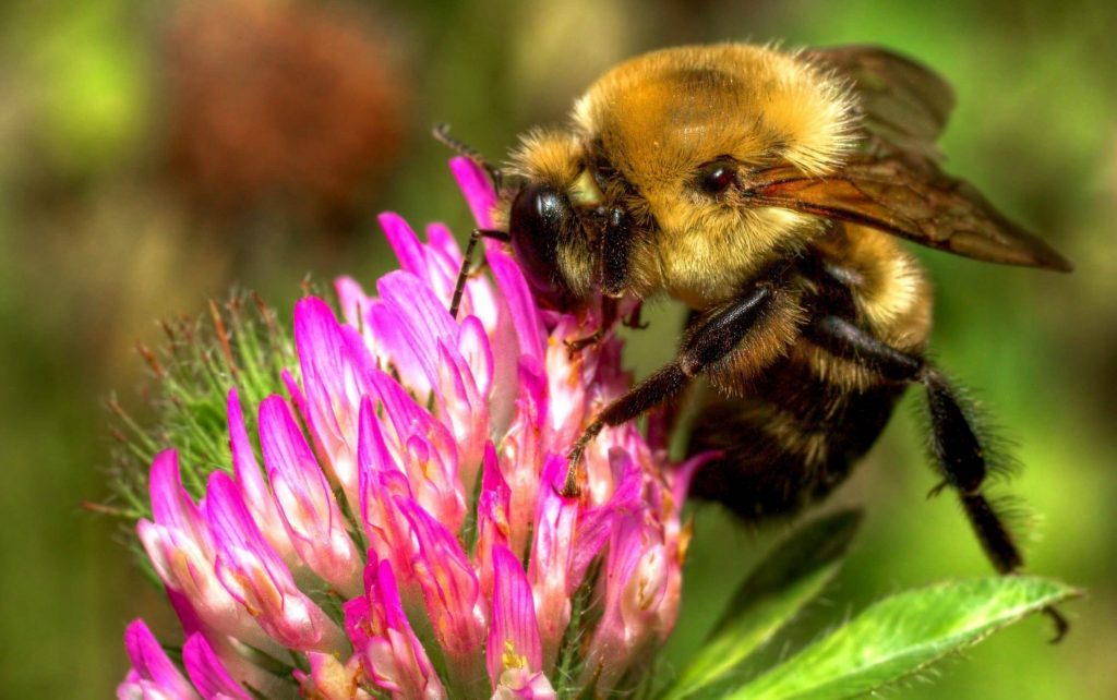 Пчела на цветке клевера