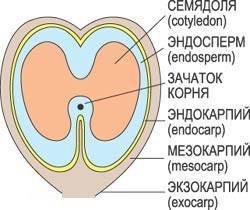 Самое большое семечко в мире