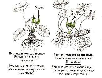 кувшинки