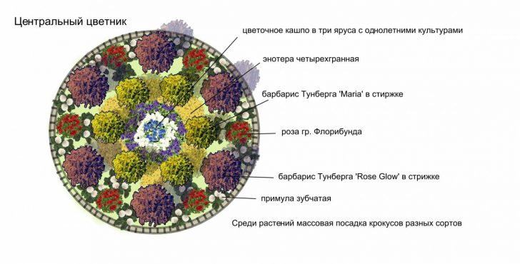 низкорослые цветы для клумб