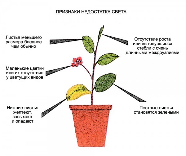 лампы для растений