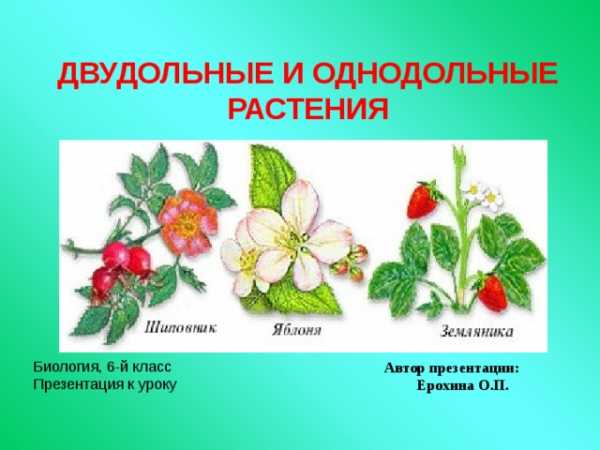 Биология 6 класс растения двудольные и однодольные растения