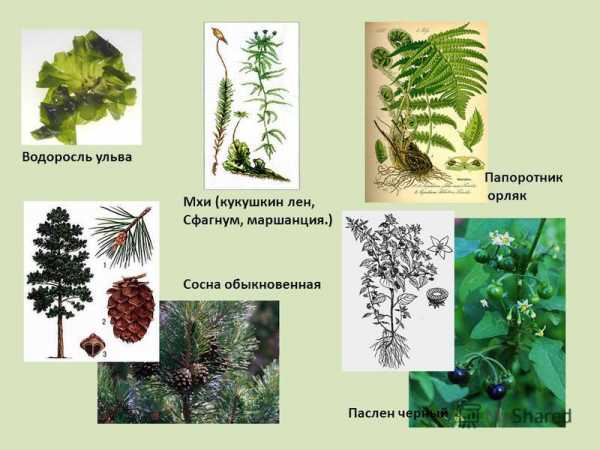 Выявите черты усложнения в строении растений этих отделов